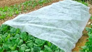 河南农用无纺布在温室蔬菜培养中得到了广泛的运用。